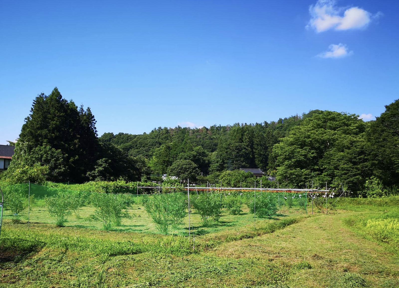 青空の下、山々に囲まれた果樹の杜の果樹園