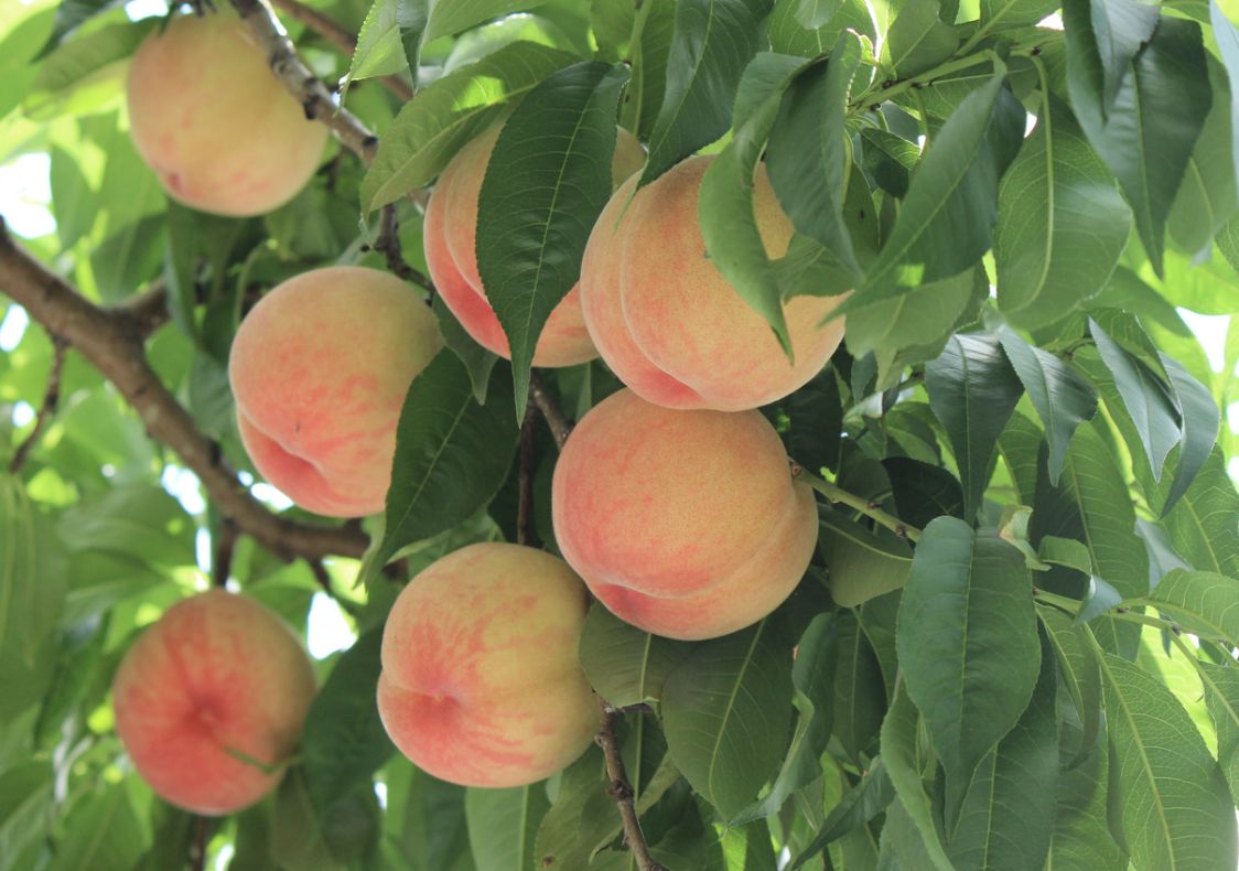 枝にたわわに実る果樹の杜の桃